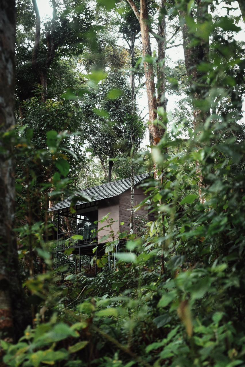 Forest Resort
