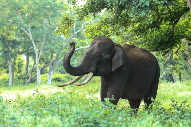 Plan trip to Bangalore to 900 Kandi Through Muthanga Forest